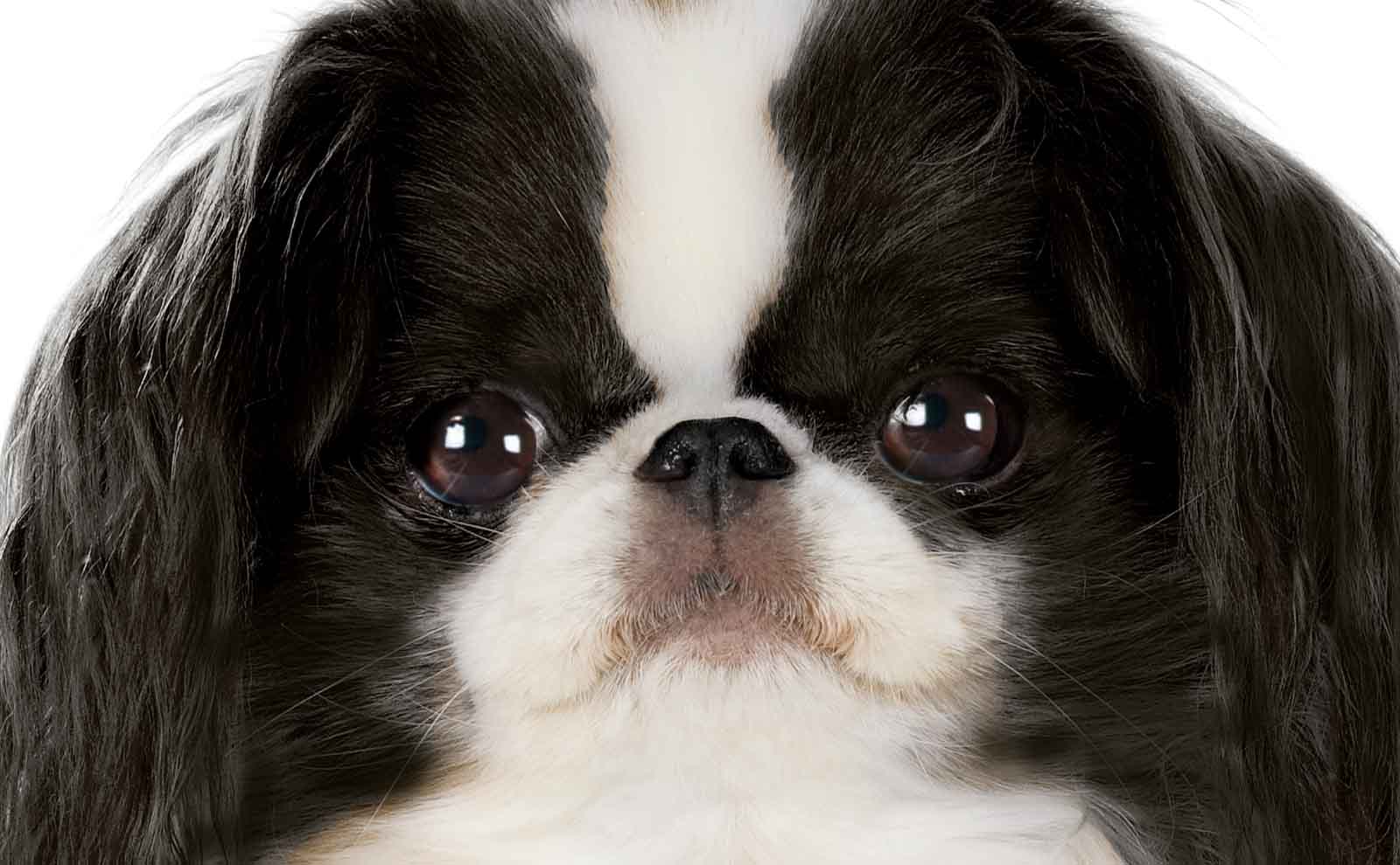 japanese chin