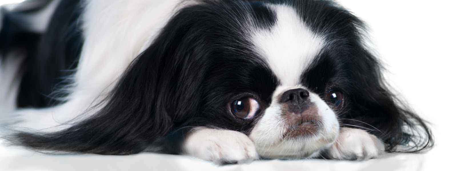 Japanese Chin Nose Butter® Moisturize Your Dog's Nose Like a Dog Spa ...