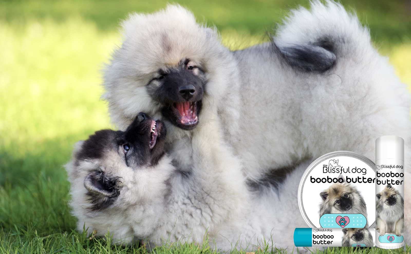 keeshond puppies