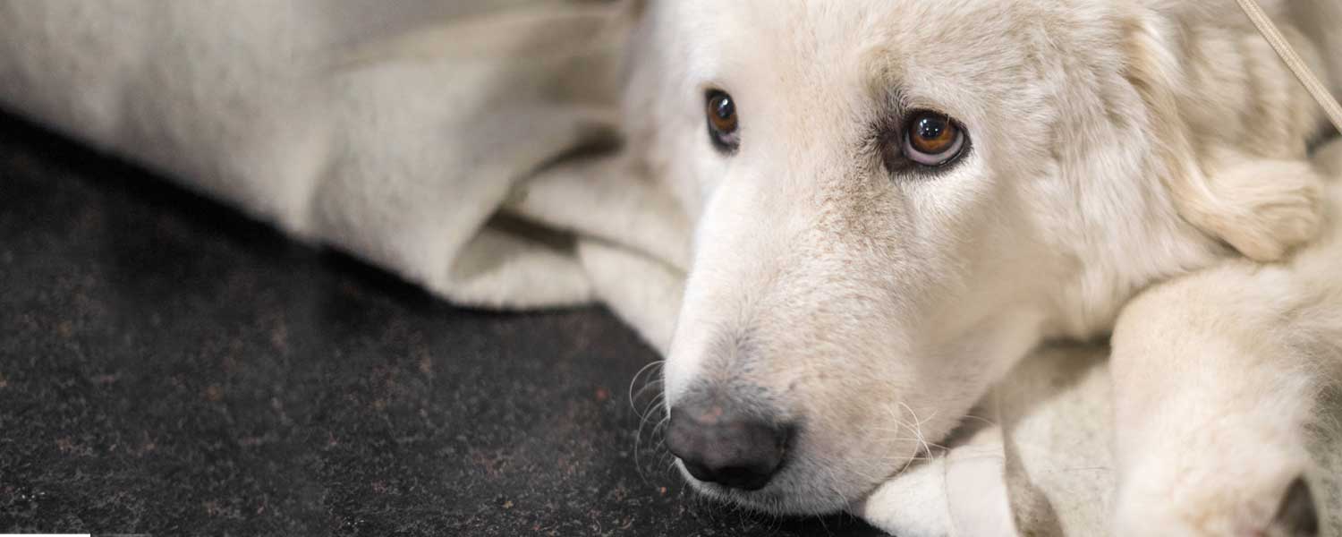 kuvasz dog