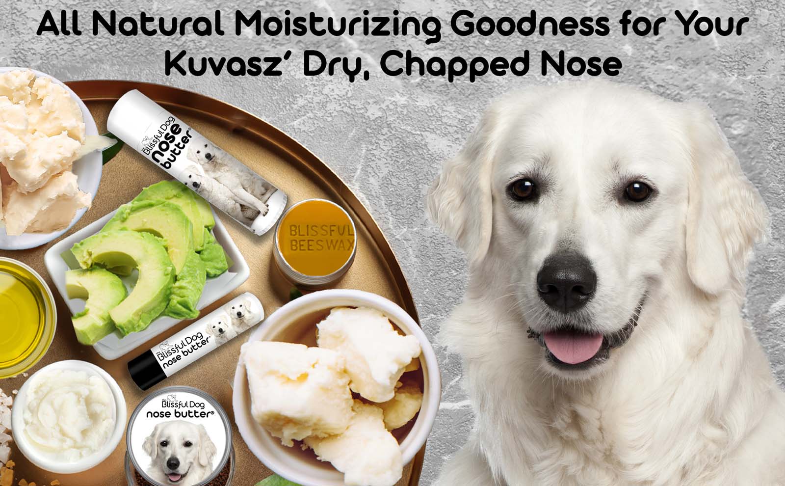 kuvasz dog has dry nose