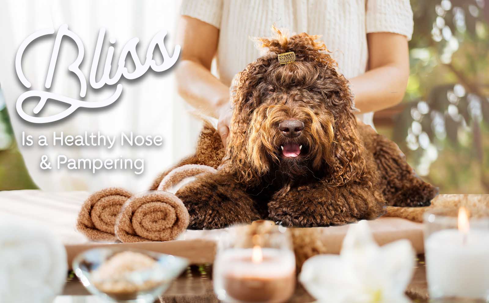 labradoodle spa day