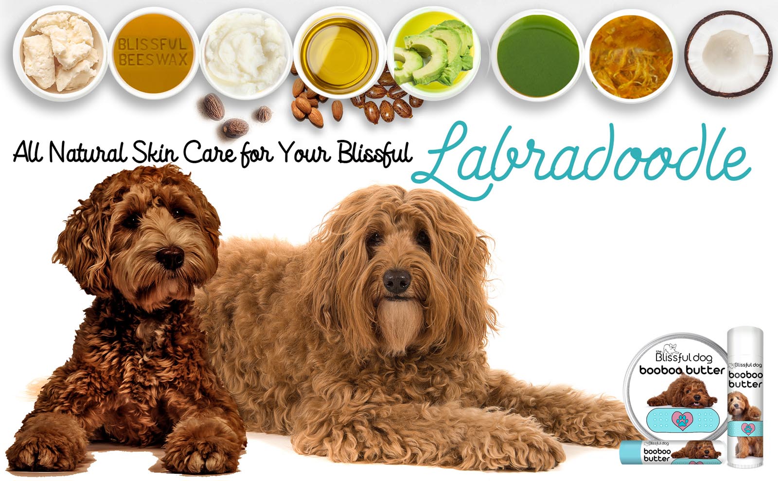 labradoodle puppy care