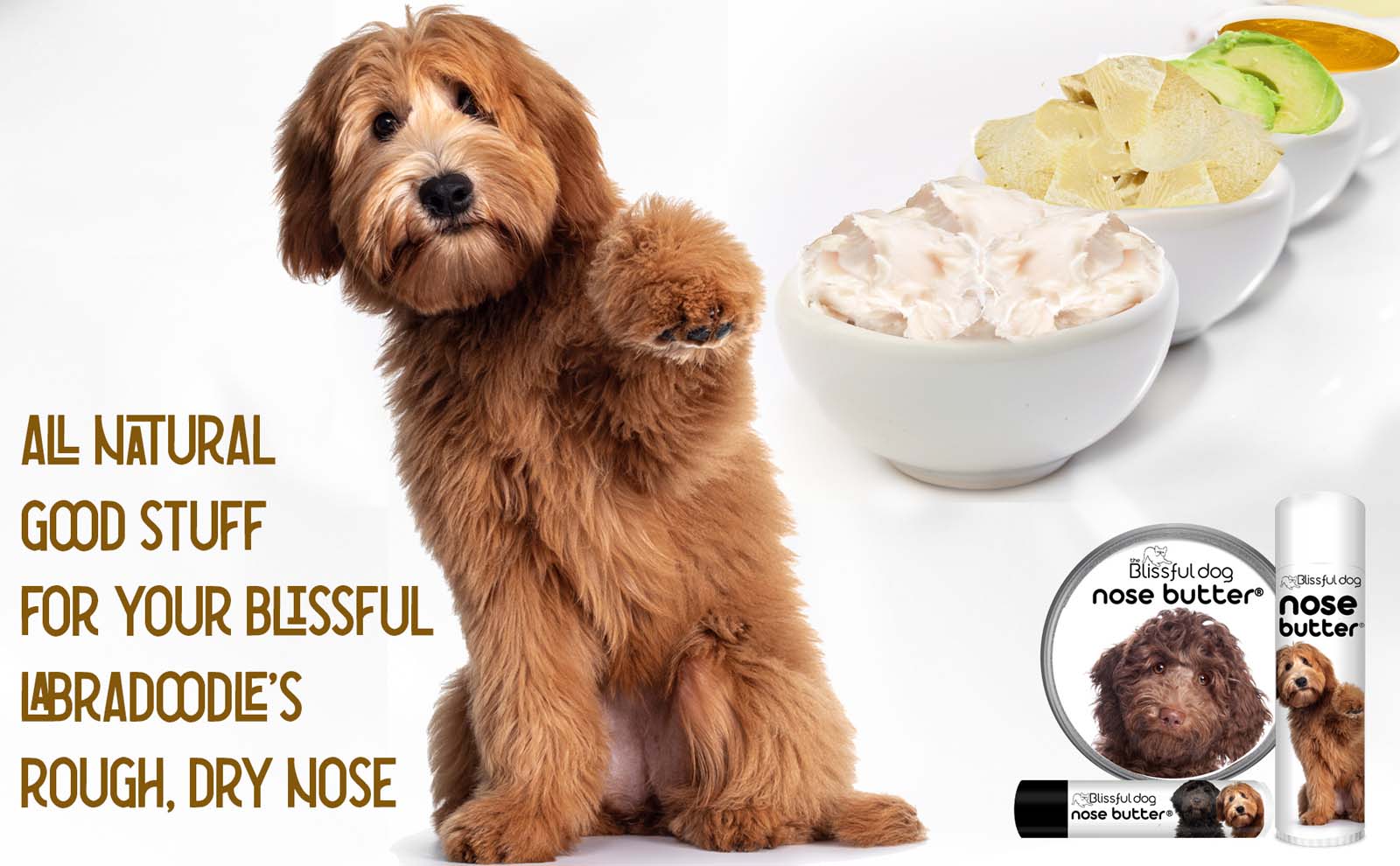 Labradoodle has dry nose