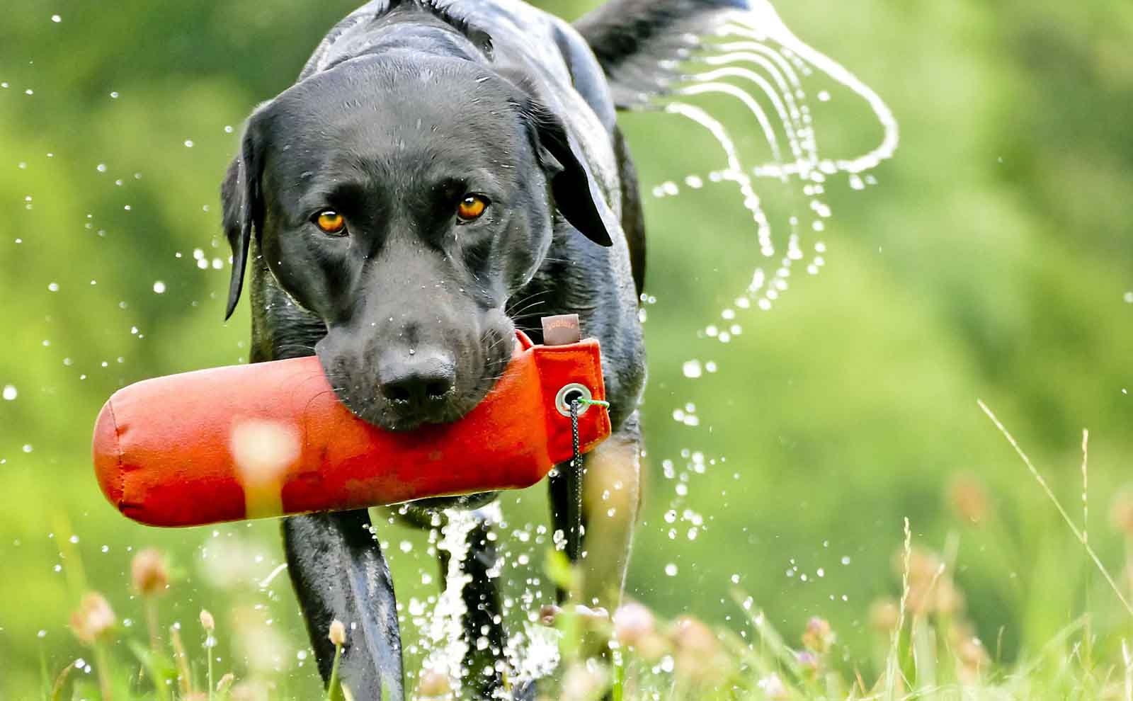 labrador retriever lake