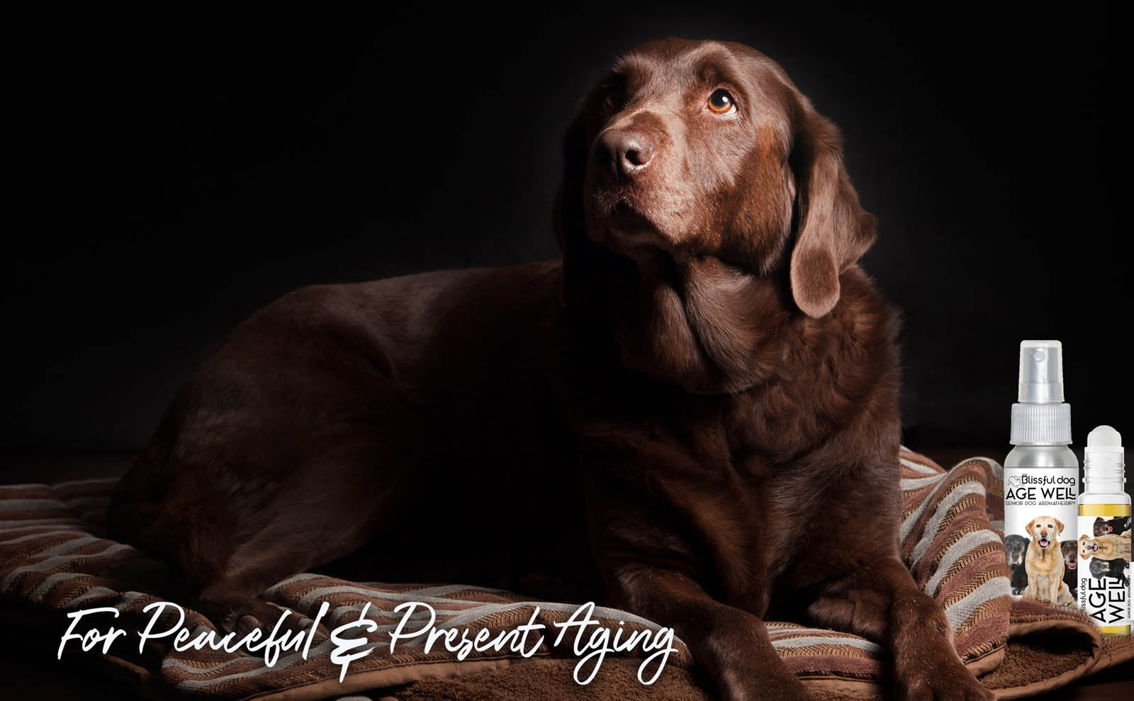 senior labrador retriever