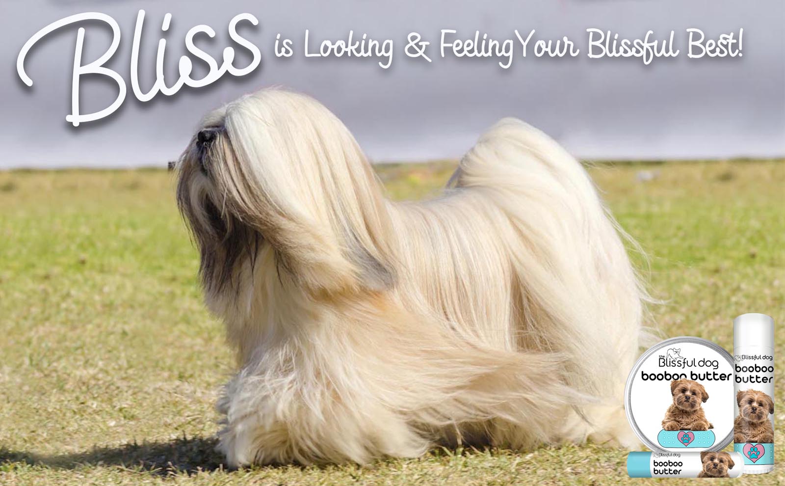 lhasa apso care