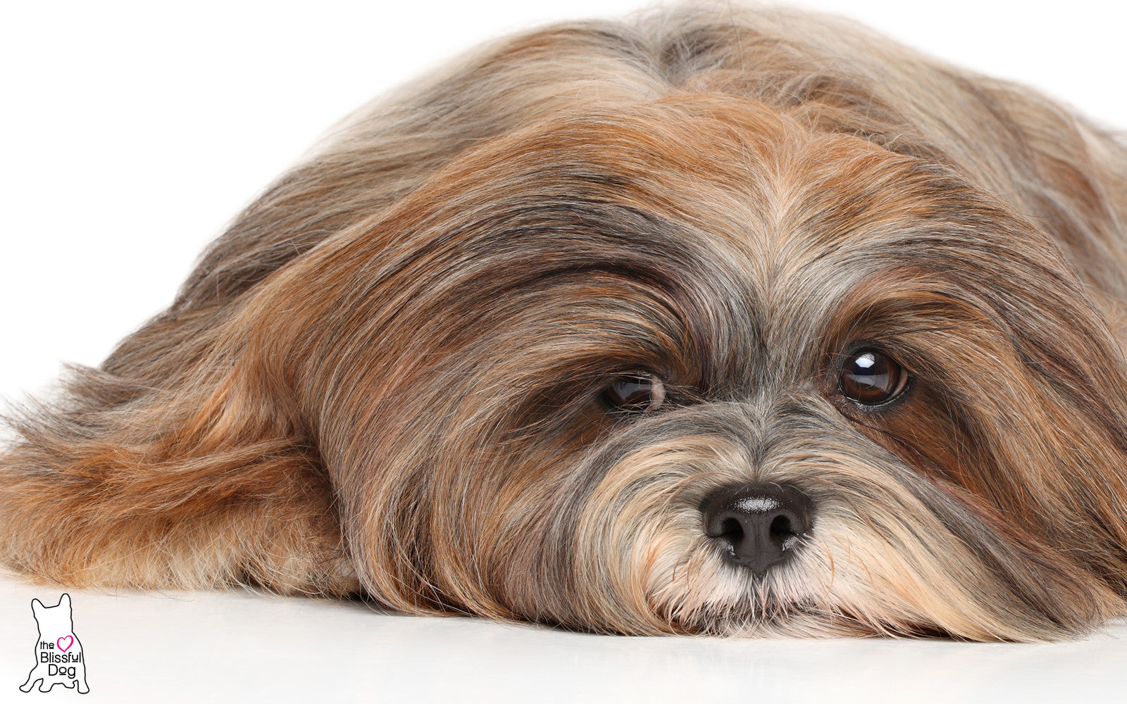 SHOP LHASA APSO DOG COLLECTION for Your Dog's Skin & Coat Care