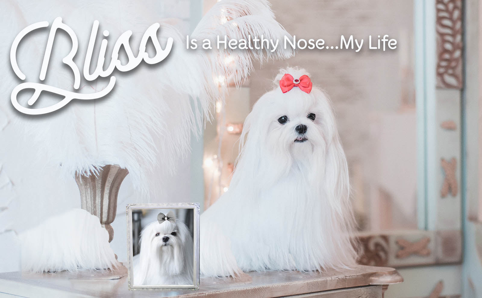 maltese dog grooming