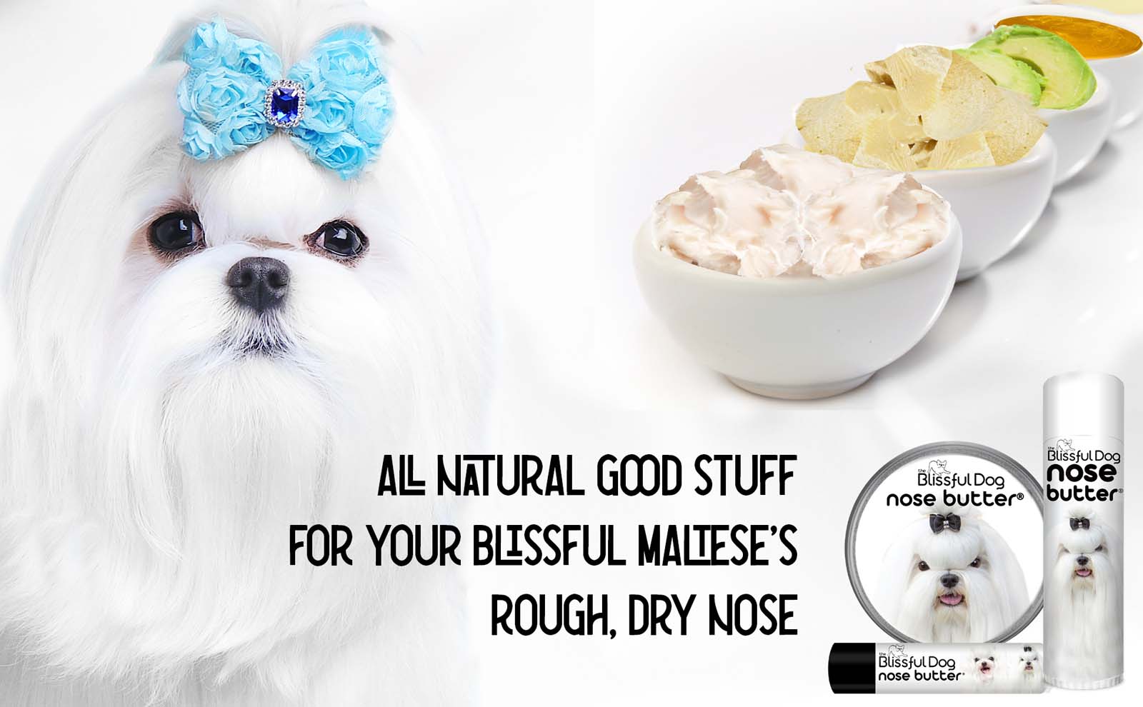 maltese dog has dry nose