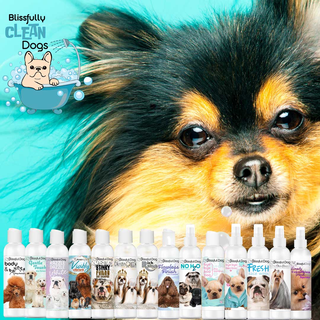 chihuahua hair blowing