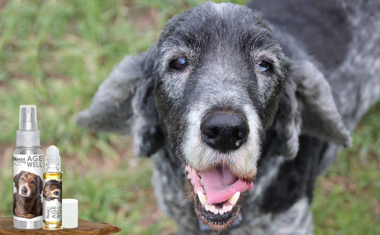 my dog getting old