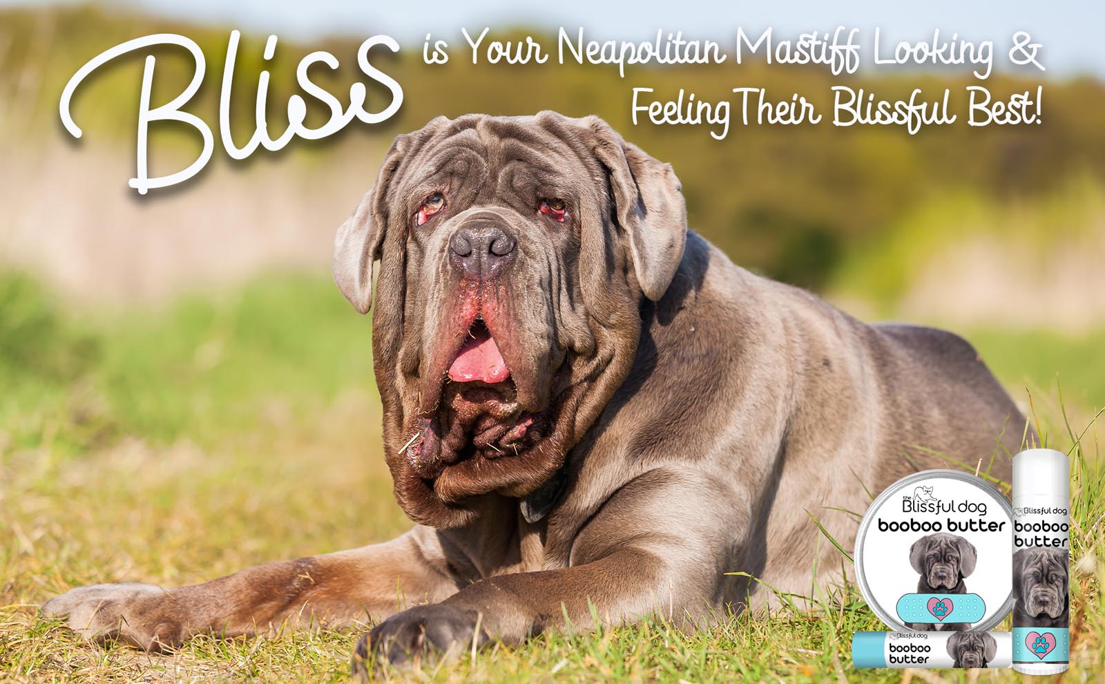 neapolitan mastiff skin care