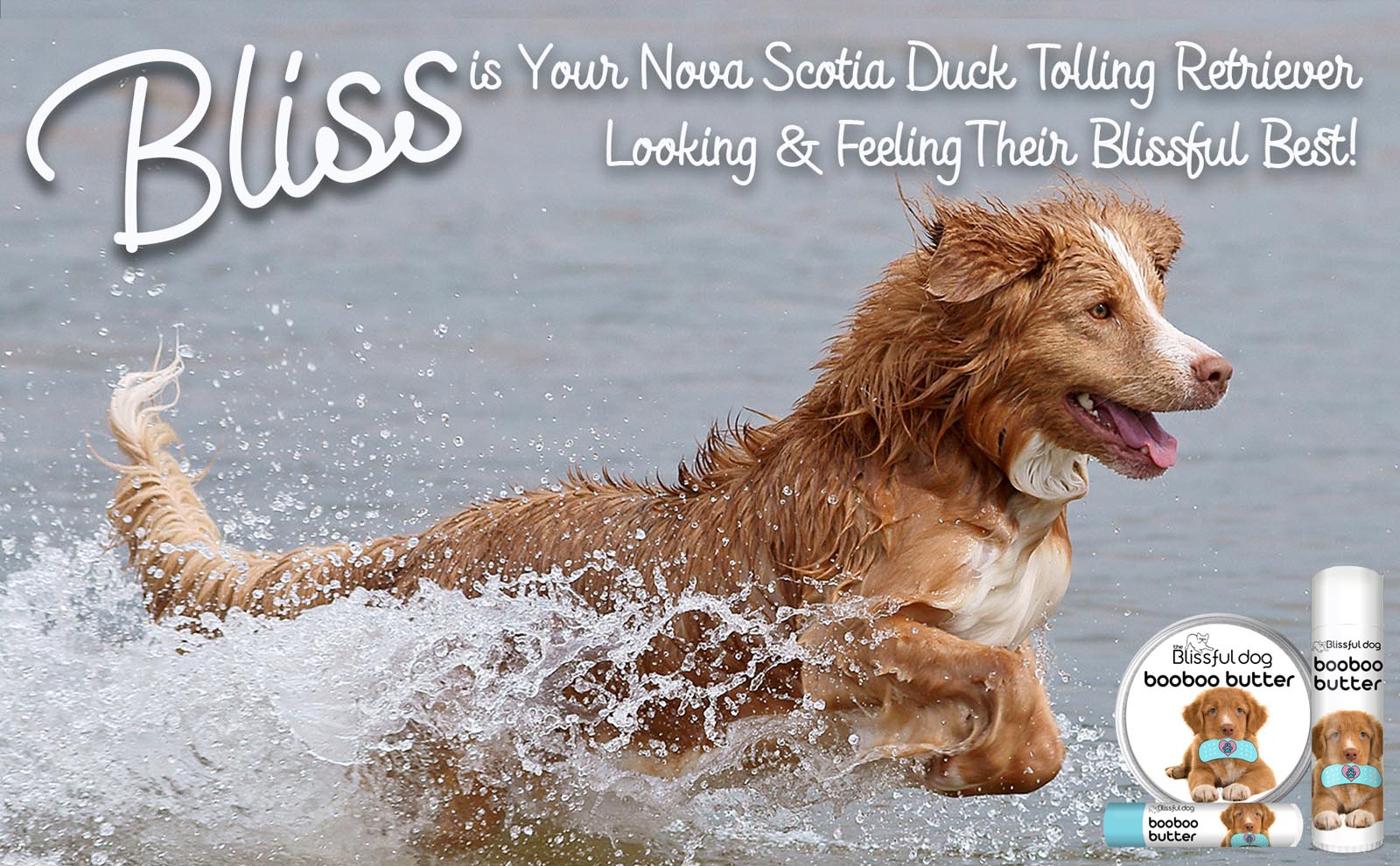 nova scotia duck tolling retriever