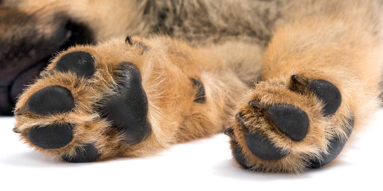 healthy puppy paws