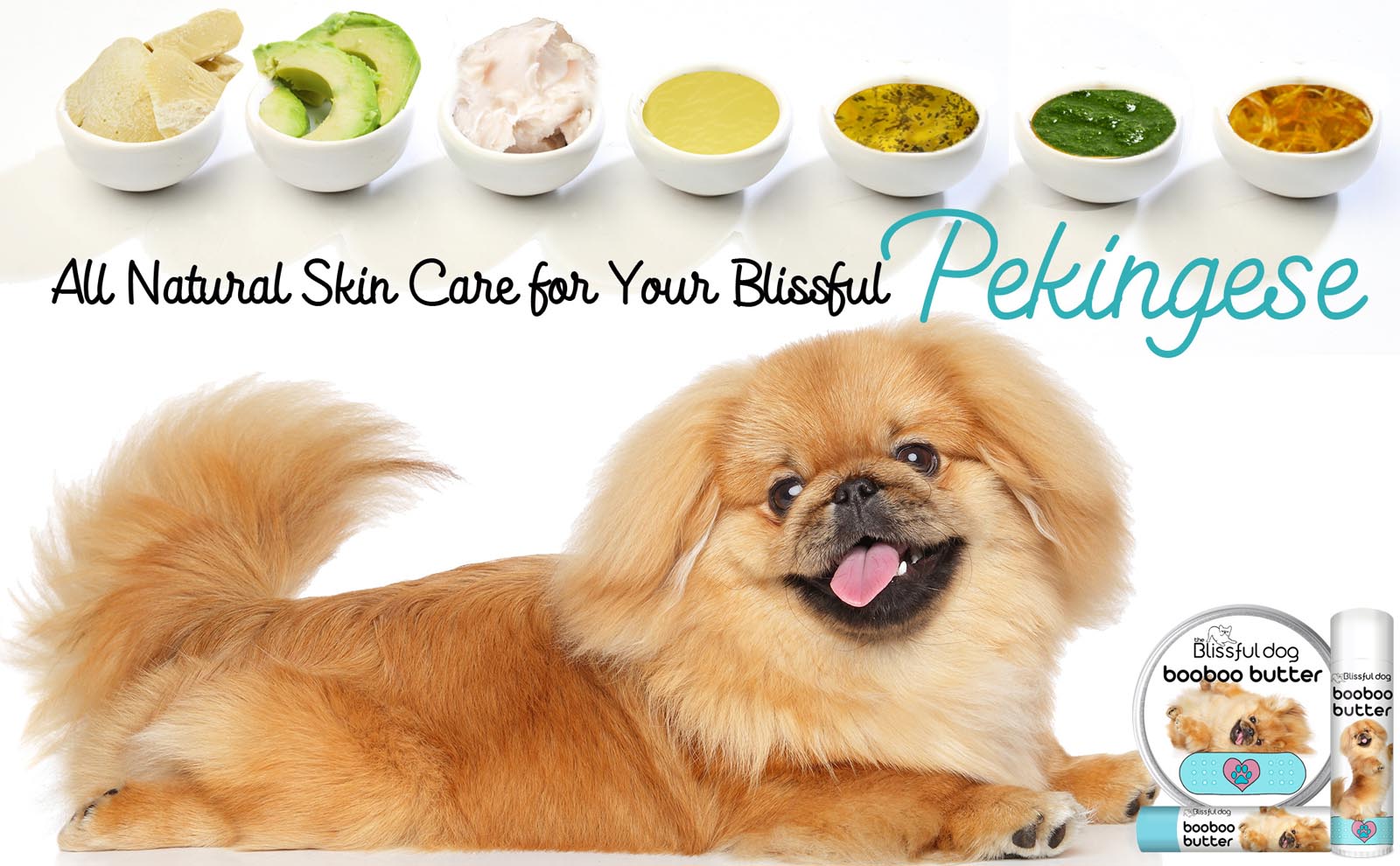 pekingese dog