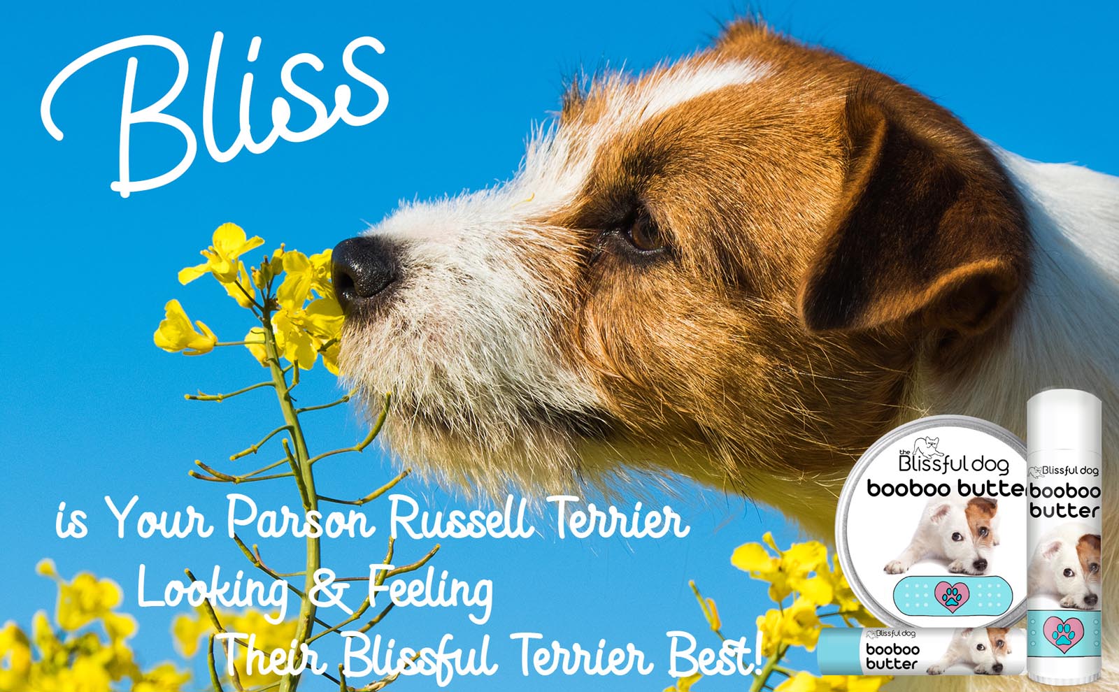 parson russell terrier