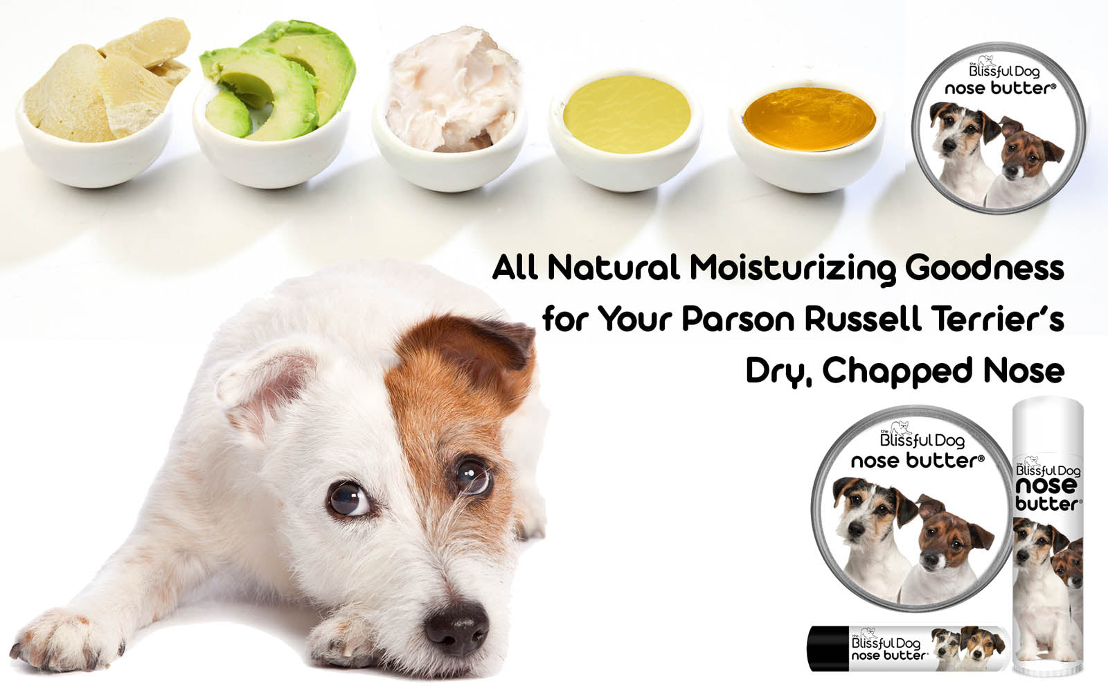 parson russell terrier care