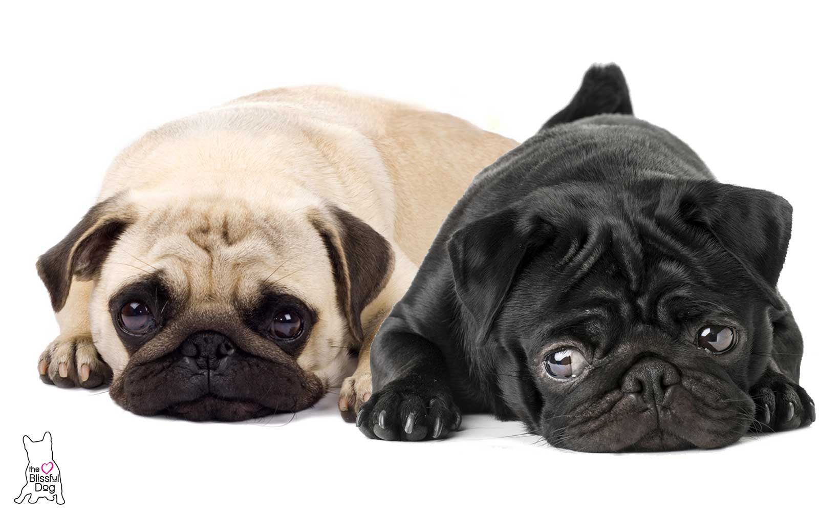 how to clean a pugs nose the blissful pug collection for pug noses paws more how to clean a pugs nose the blissful pug collection for pug noses paws more