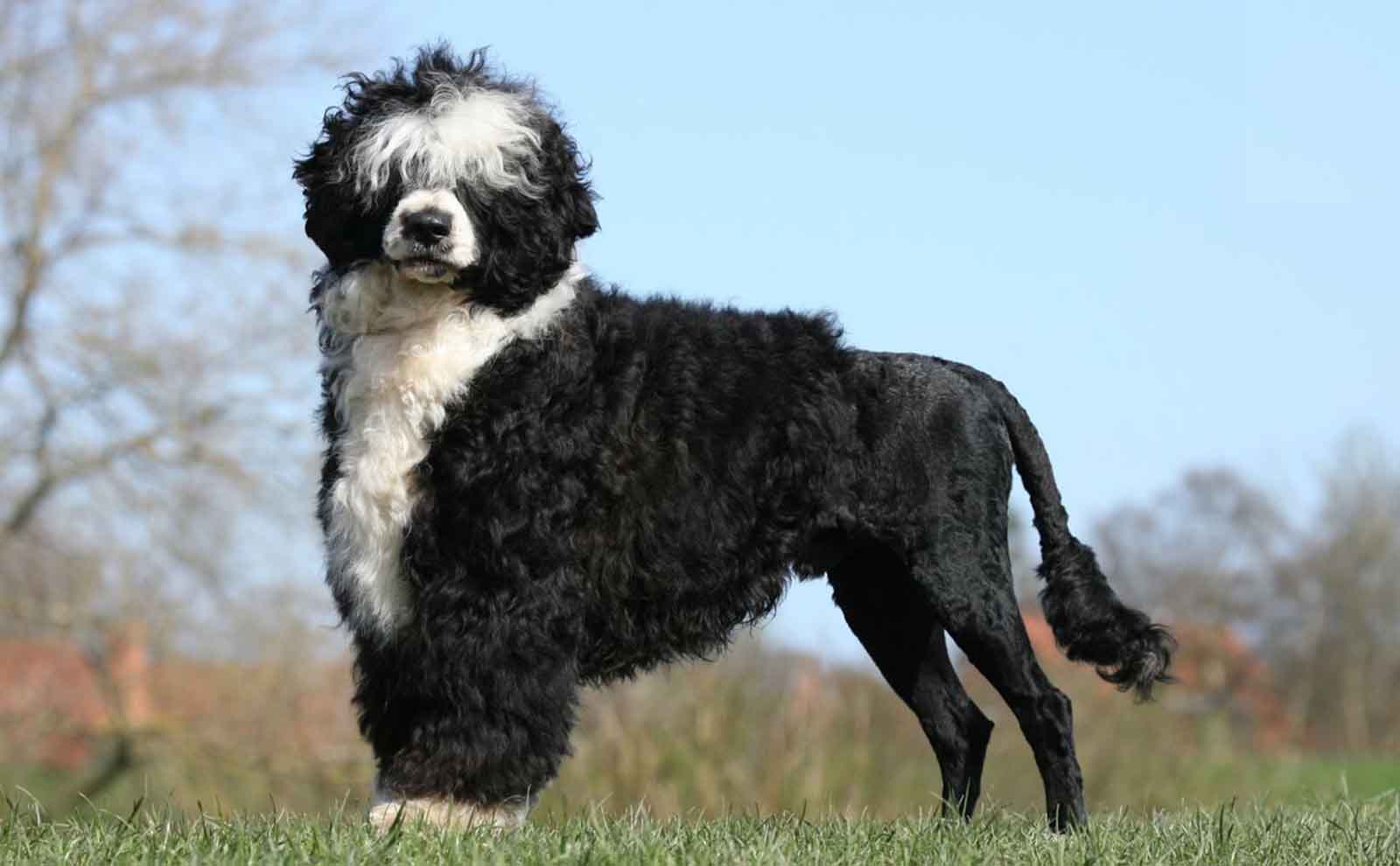 portuguese water dog