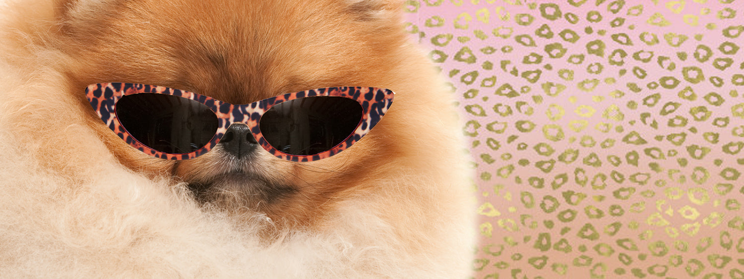 Pomeranian wearing sunglasses