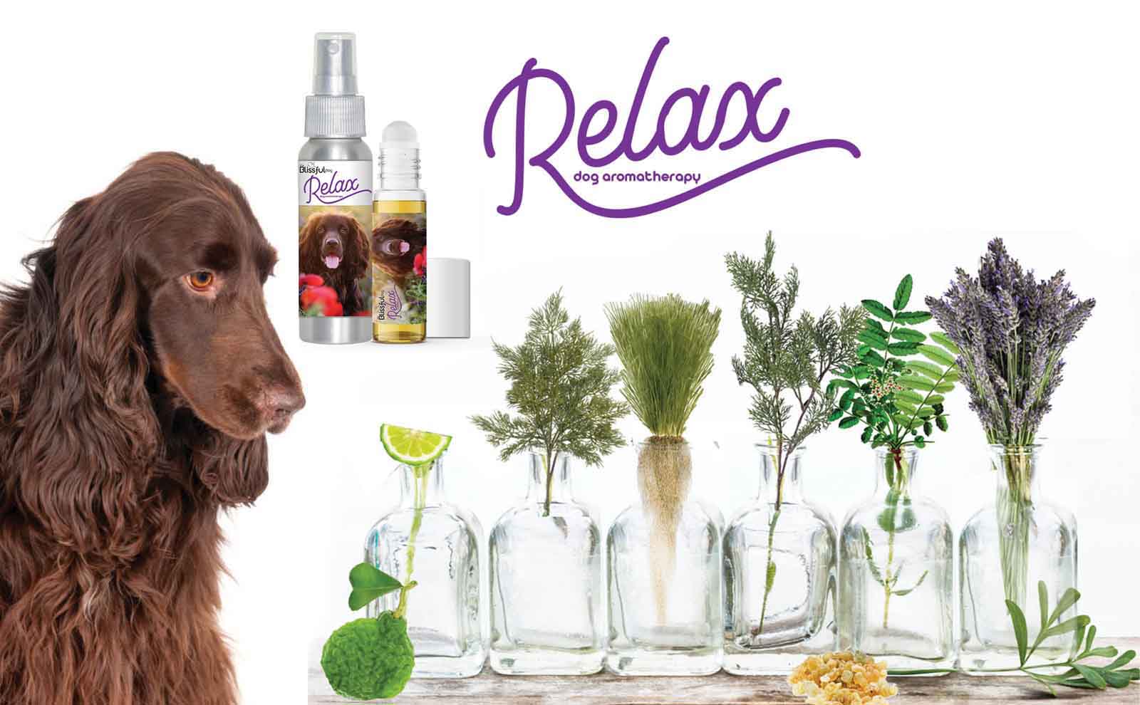 field spaniel care