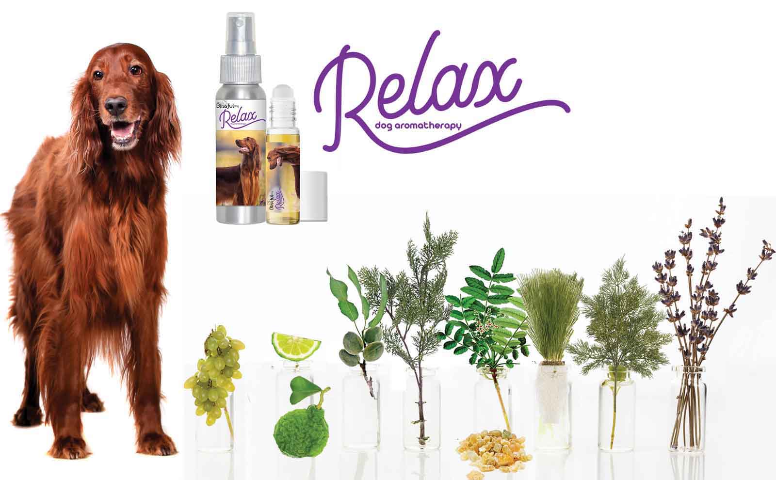 Irish setter care