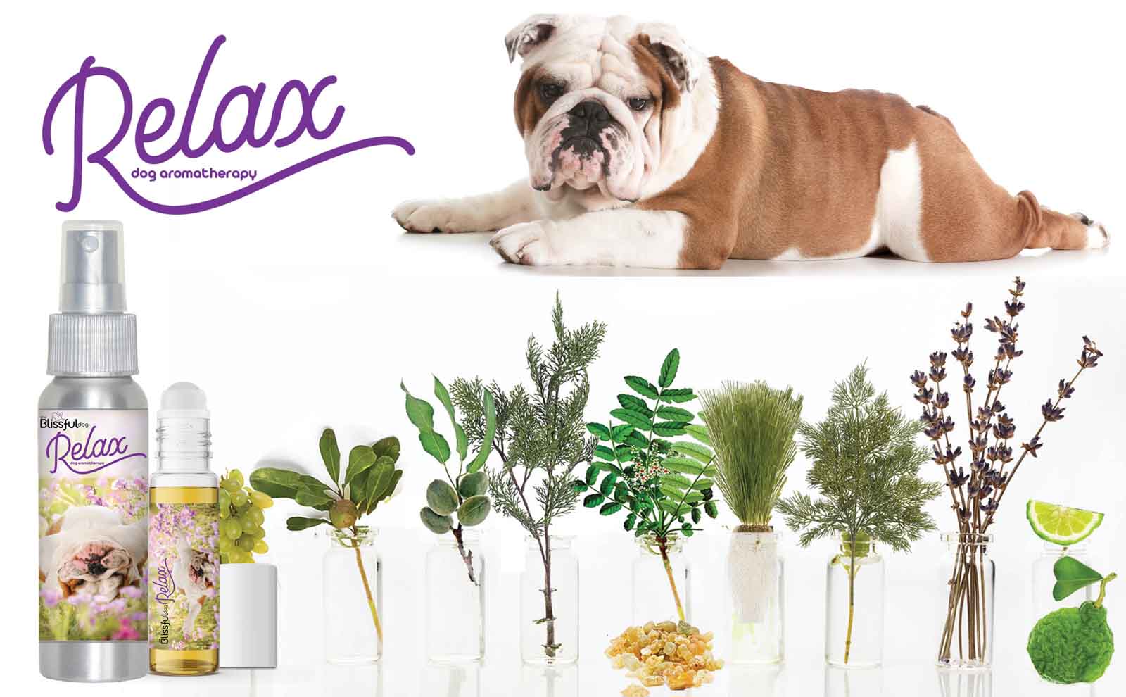 bulldog dog aromatherapy