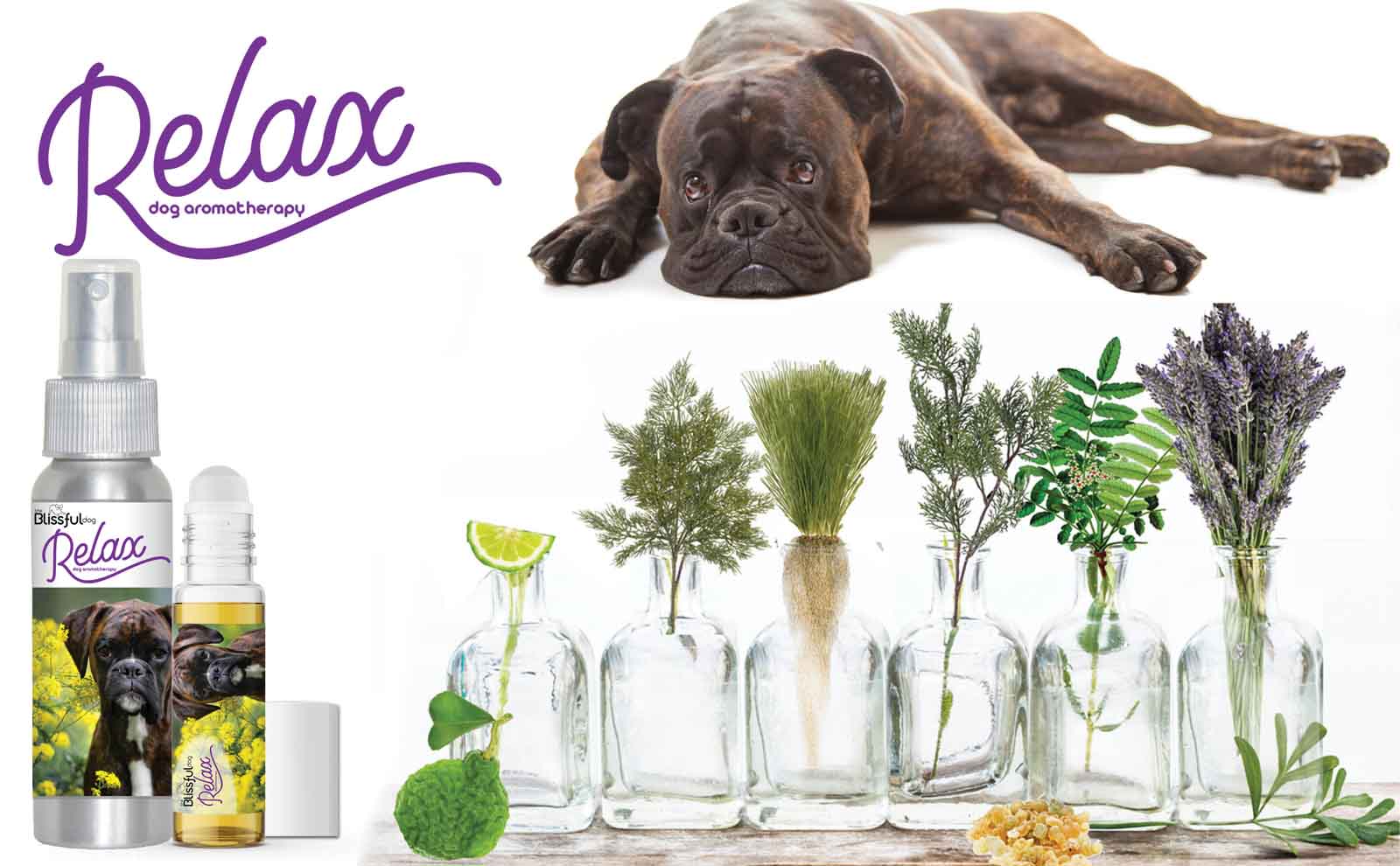 boxer dog aromatherapy