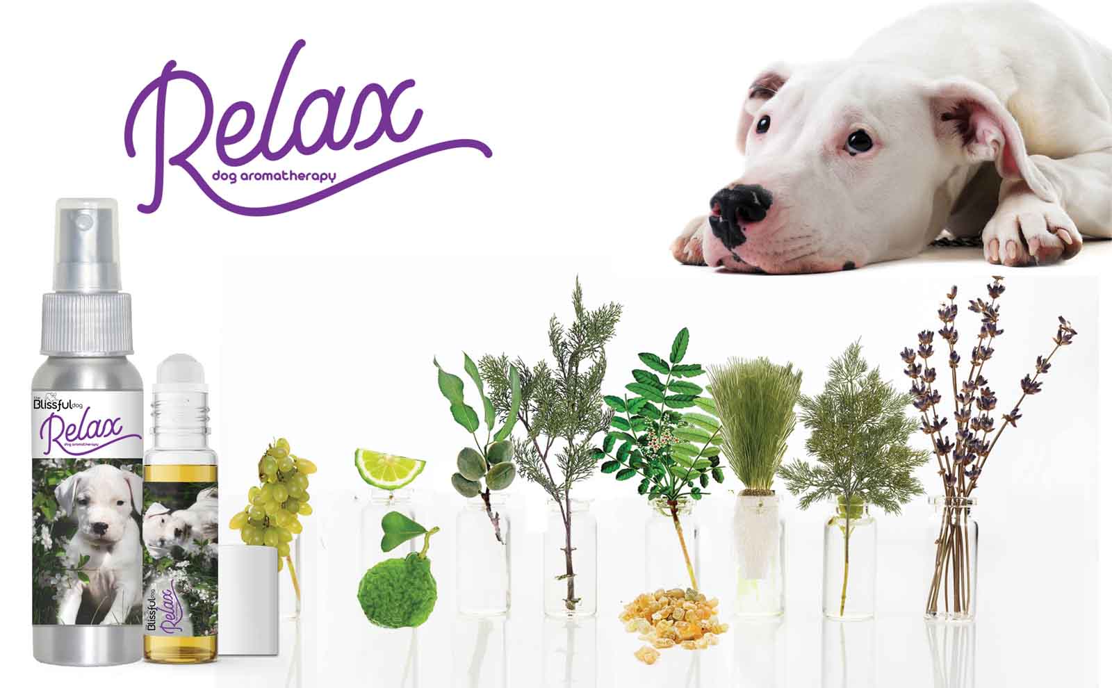 dogo argentino aromatherapy