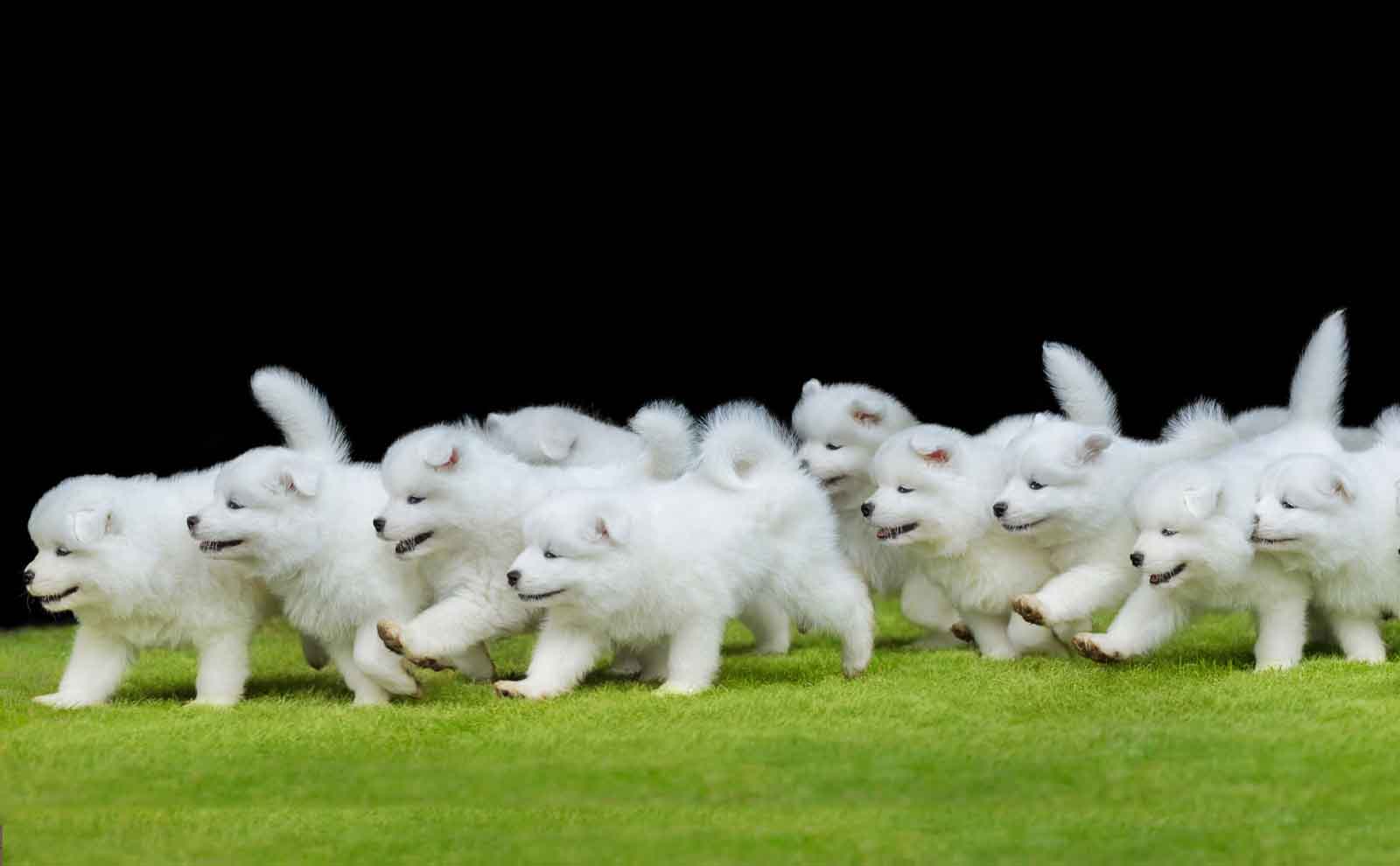 samoyed puppies