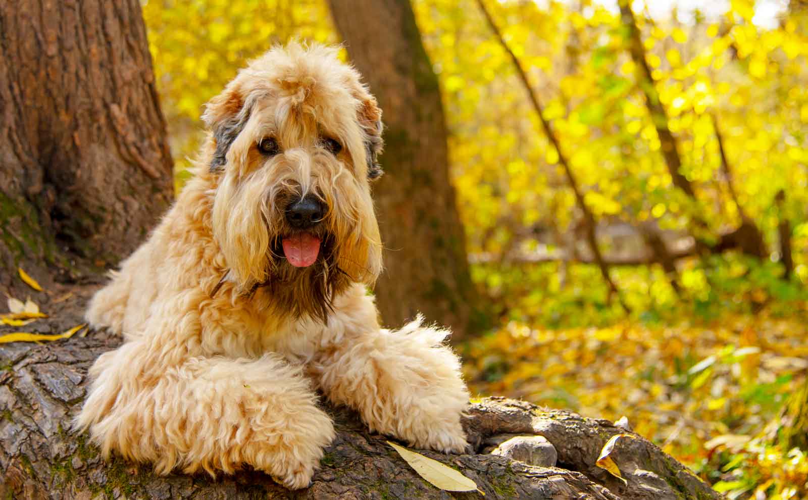 Soft Coated Wheaten Terrier in woods