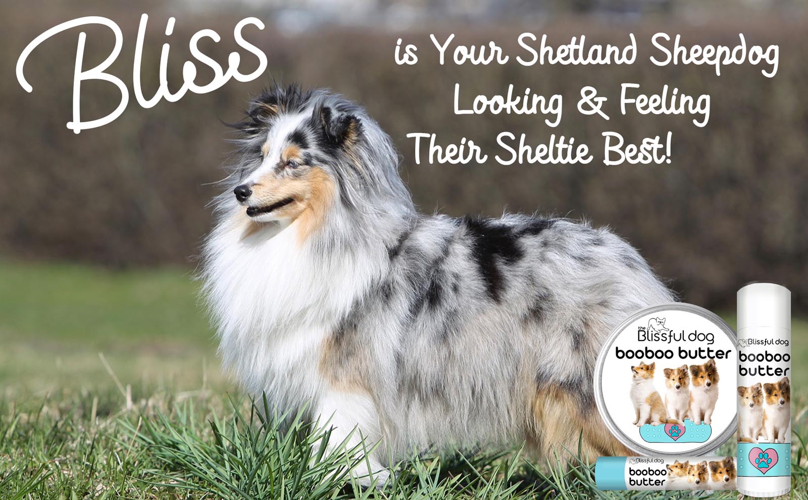 shetland sheepdog skin care