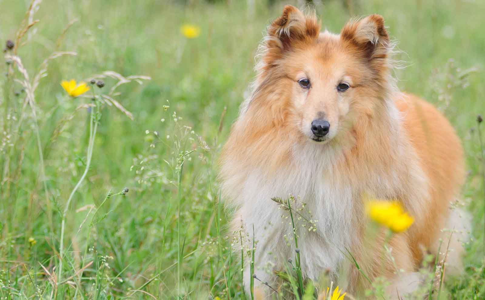 shetland sheepdog flowers
