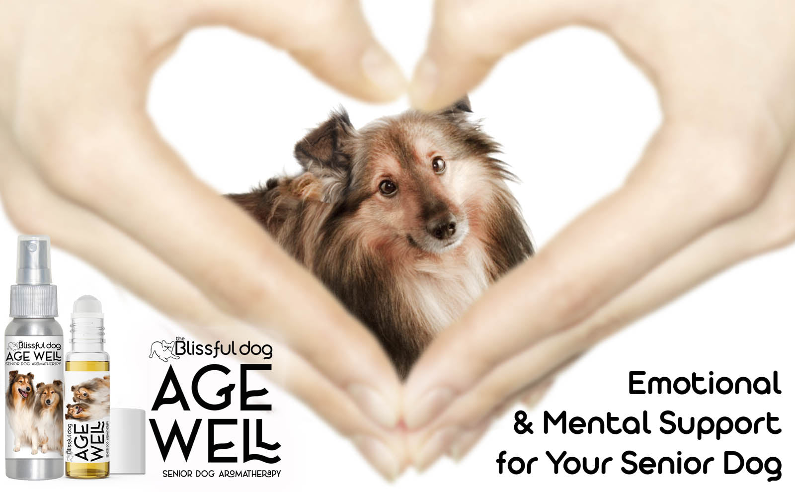 sheltie senior care