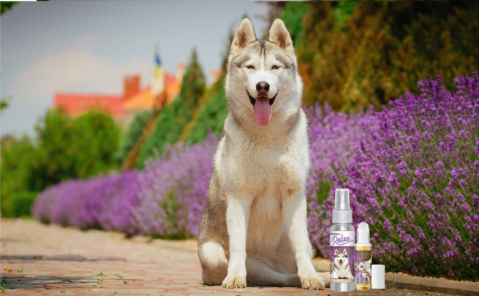 siberian husky relax dog aromatherapy