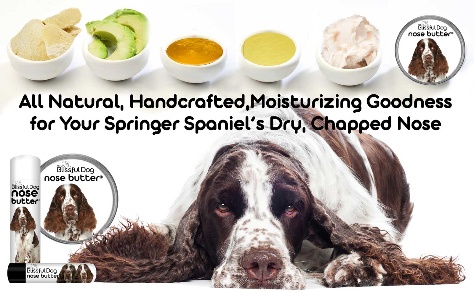 springer spaniel care