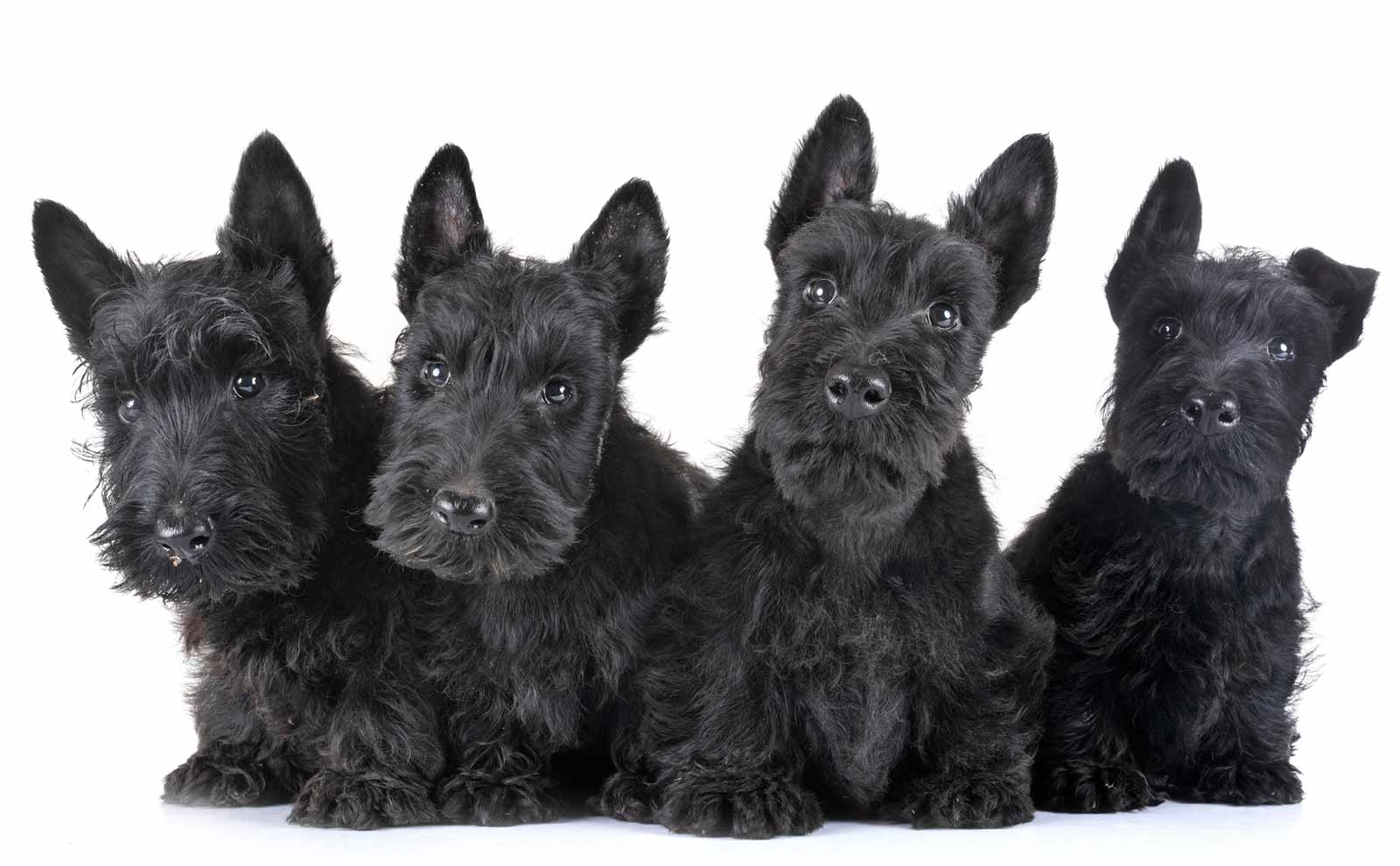 scottish terrier puppies