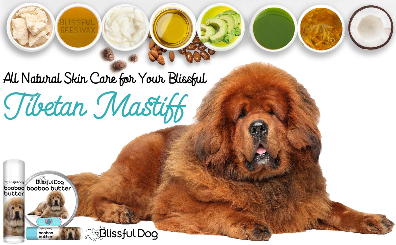 tibetan mastiff care