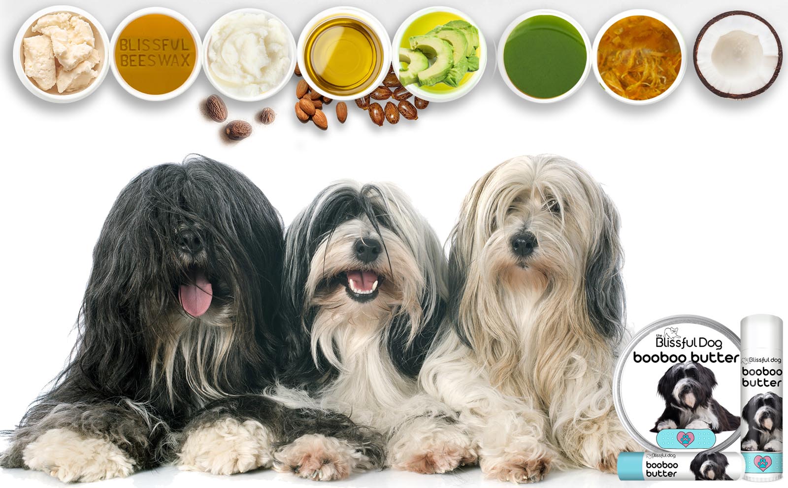 tibetan terrier skin care