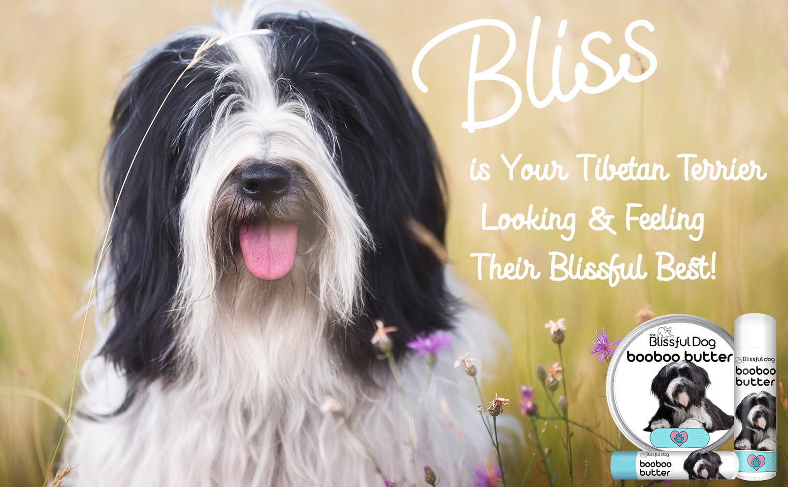 tibetan terrier