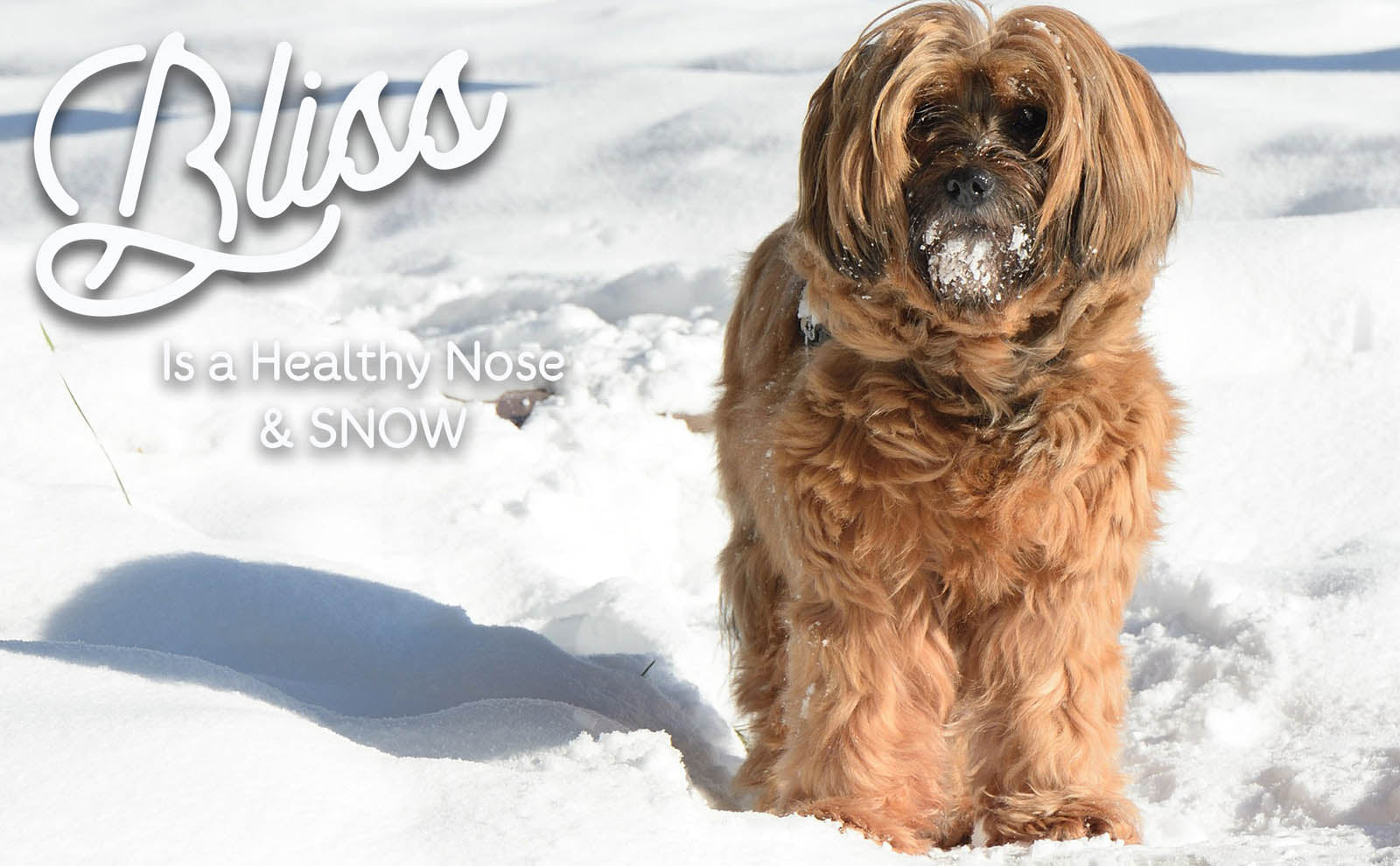 tibetan terrier in snow