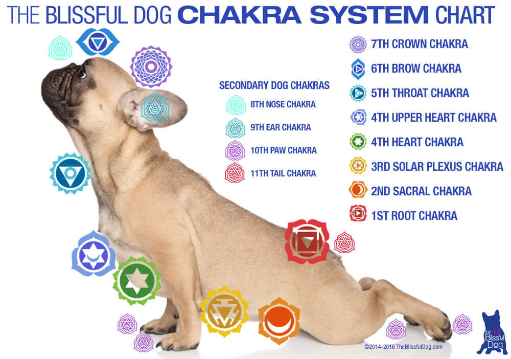Image result for dog chakra chart