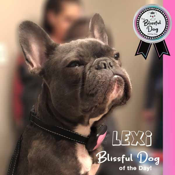 Lexi the French bulldog of the day