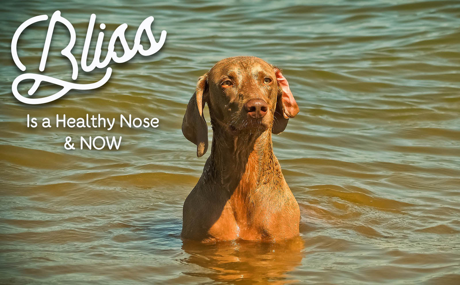 vizsla bliss