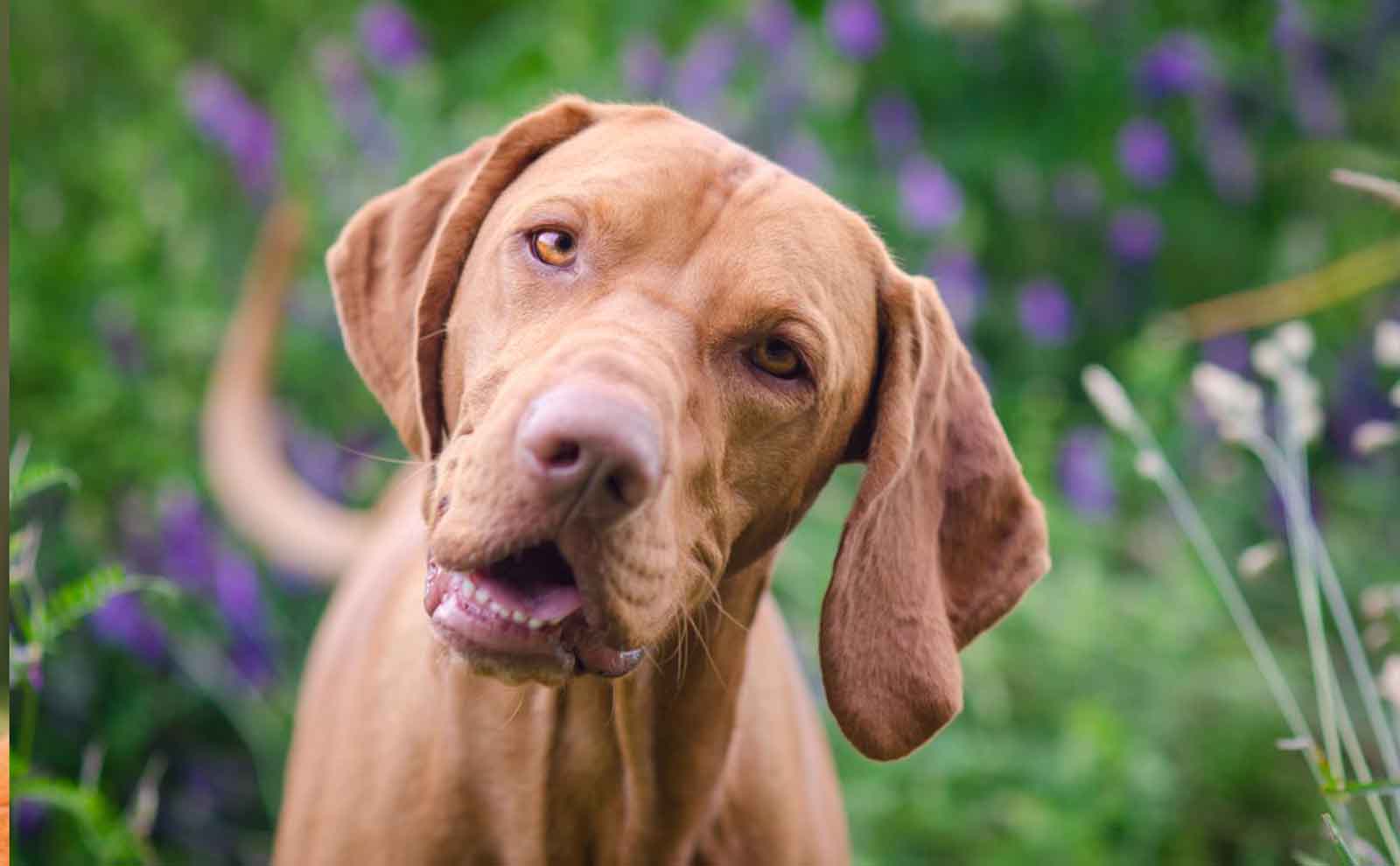 vizsla dog