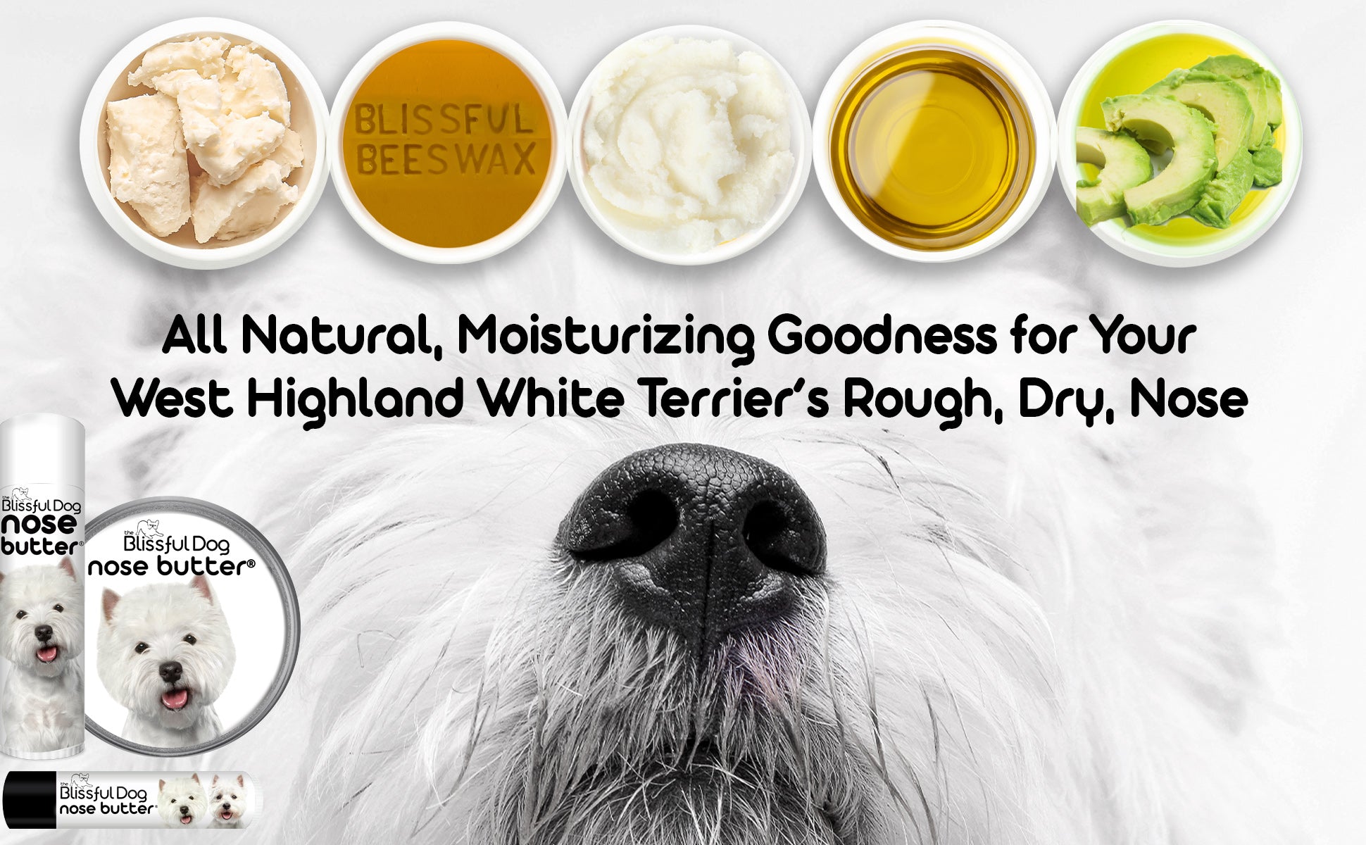 West Highland White Terrier dry nose