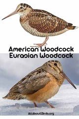 woodcocks