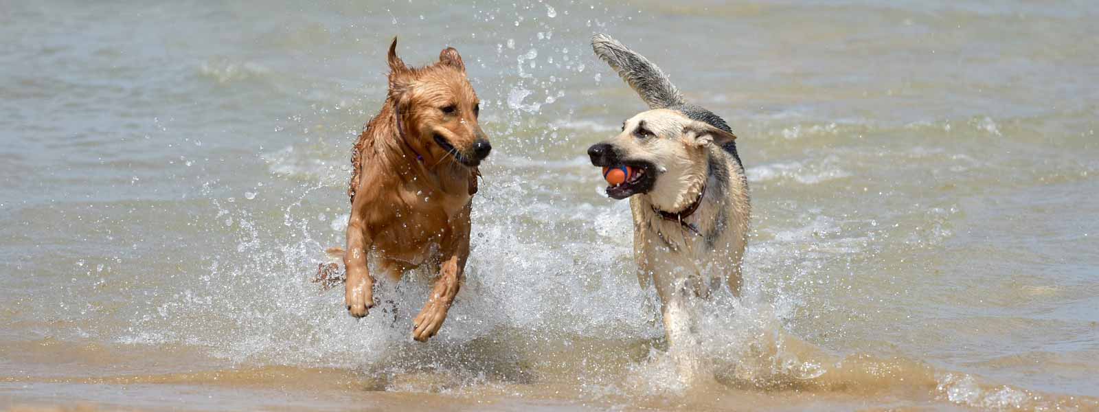 water safety dogs lake