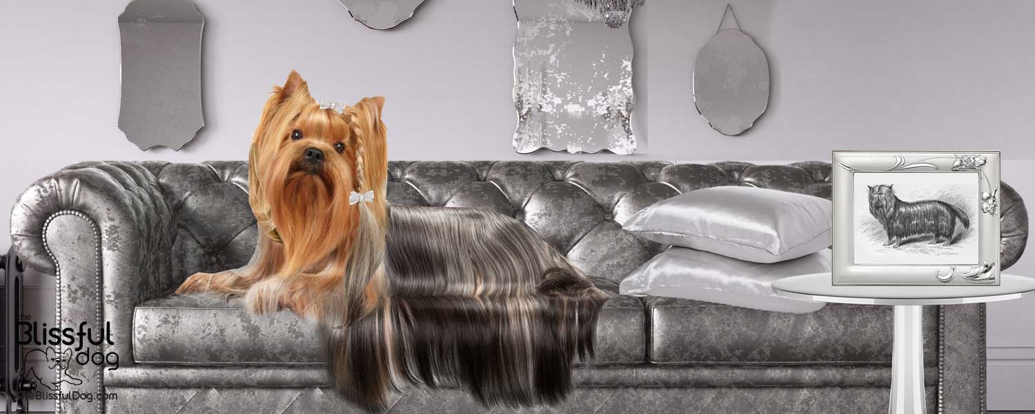 Yorkshire terrier luxury